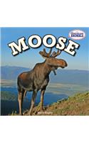 Moose