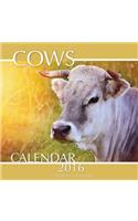 Cows Calendar 2016: 16 Month Calendar