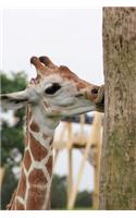 Confused Giraffe Kissing a Tree Because Why not? Journal: 150 Page Lined Notebook/Diary