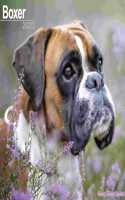 Boxer (Euro) 2023 Wall Calendar