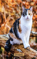 Cat Lovers 2024 Engagement