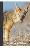 Etosha Jackal