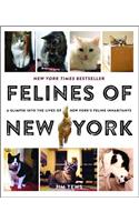 Felines of New York