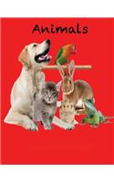 Animals