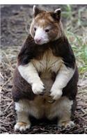 Matschies Tree Kangaroo Dendrolagus matschiei New Guinea Journal: 150 Page Lined Notebook/Diary