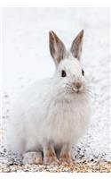 A White Snowshoe Hare Under a Spruce Tree Journal: 150 Page Lined Notebook/Diary