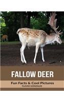 Fallow Deer: Fun Facts & Cool Pictures