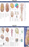 Anatomical Chart Company's Illustrated Pocket Anatomy: Anatomy of the Brain Study Guide