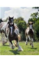 Gypsy Vanner Horse