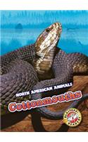 Cottonmouths
