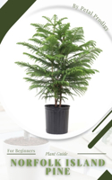 Norfolk Island Pine