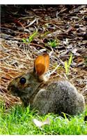 Wild Bunny Rabbit Lined Journal for daily thoughts notebook Lovely Lake Arrowhead Photograph: (19 Covers: Pretty Photographs of Lake Arrowhead)