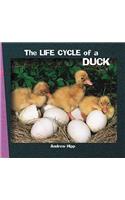Life Cycle of a Duck
