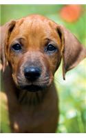 Rhodesian Ridgeback Summer Notebook & Journal. Productivity Work Planner & Idea Notepad: Brainstorm Thoughts, Self Discovery, To Do List