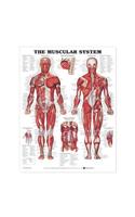 Muscular System Anatomical Chart