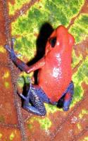 Strawberry Poison Dart Frog Journal: Take Notes, Write Down Memories in this 150 Page Lined Journal