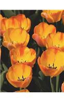 Tulips Notebook Large Size 8.5 x 11 Ruled 150 pages Softcover