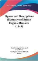 Figures and Descriptions Illustrative of British Organic Remains (1849)