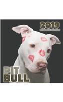 Pit Bull 2019 Mini Wall Calendar
