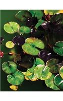 Lilypad Sketchbook