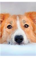 Border Collie January Notebook & Journal. Productivity Work Planner & Idea Notepad