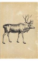 Reindeer (Cervus Tarandus)
