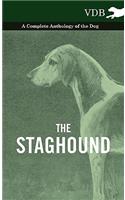 Staghound - A Complete Anthology of the Dog