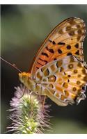 Indian Fritillary Butterfly Journal: 150 Page Lined Notebook/Diary