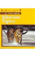 Siberian Tigers