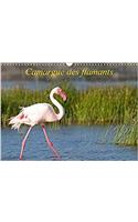 Camargue Des Flamants 2017: La Camargue, Ses Flamants Et Ses Ciels Magnifiques Et Changeants.(Calvendo Animaux)