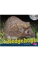 Hedgehogs