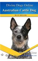 Australian Cattle Dogs