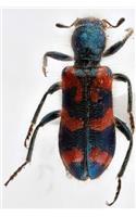 Trichodes Ornatus Beetle Journal