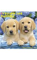 Just Yellow Lab Puppies 2019 Calendar