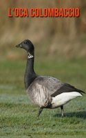 L'oca colombaccio