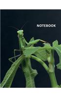 College Ruled Notebook: Mantises Handy Student Composition Book Daily Journal Diary Notepad for notes on how to become an entomologist