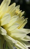 Gorgeous Dahlia Journal
