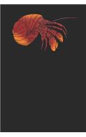 Hermit Crab