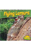 Flying Lemurs