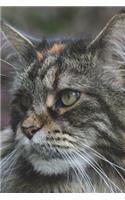 Maine Coon Cat Checking Things Out Journal