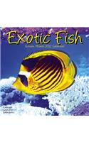 Exotic Fish