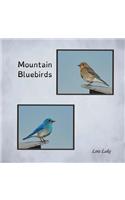 Mountain Bluebirds