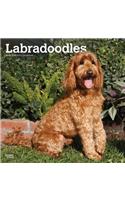 Labradoodles 2019 Square