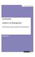 Anfärben von Muskelgewebe