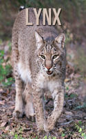 Lynx: Children's Book An Amazing Animal Picture Book about Lynx for Kids