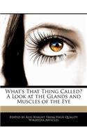 What's That Thing Called? a Look at the Glands and Muscles of the Eye