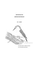 Sketches of an Amateur Naturalist