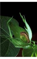 Insect Journal Cotton Bollworm On Plant Leaf Entomology