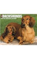 DACHSHUNDS 2020 BOX CALENDAR