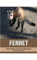 Ferret: Fun Facts & Cool Pictures